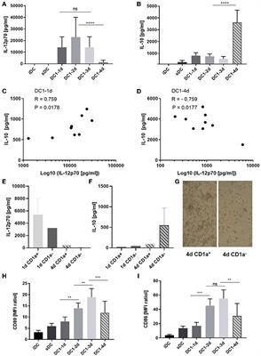 Long-Term Exposure to Inflammation Induces Differential Cytokine Patterns and Apoptosis in Dendritic Cells